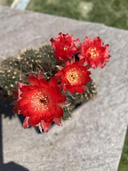 Lobivia hertrichiana